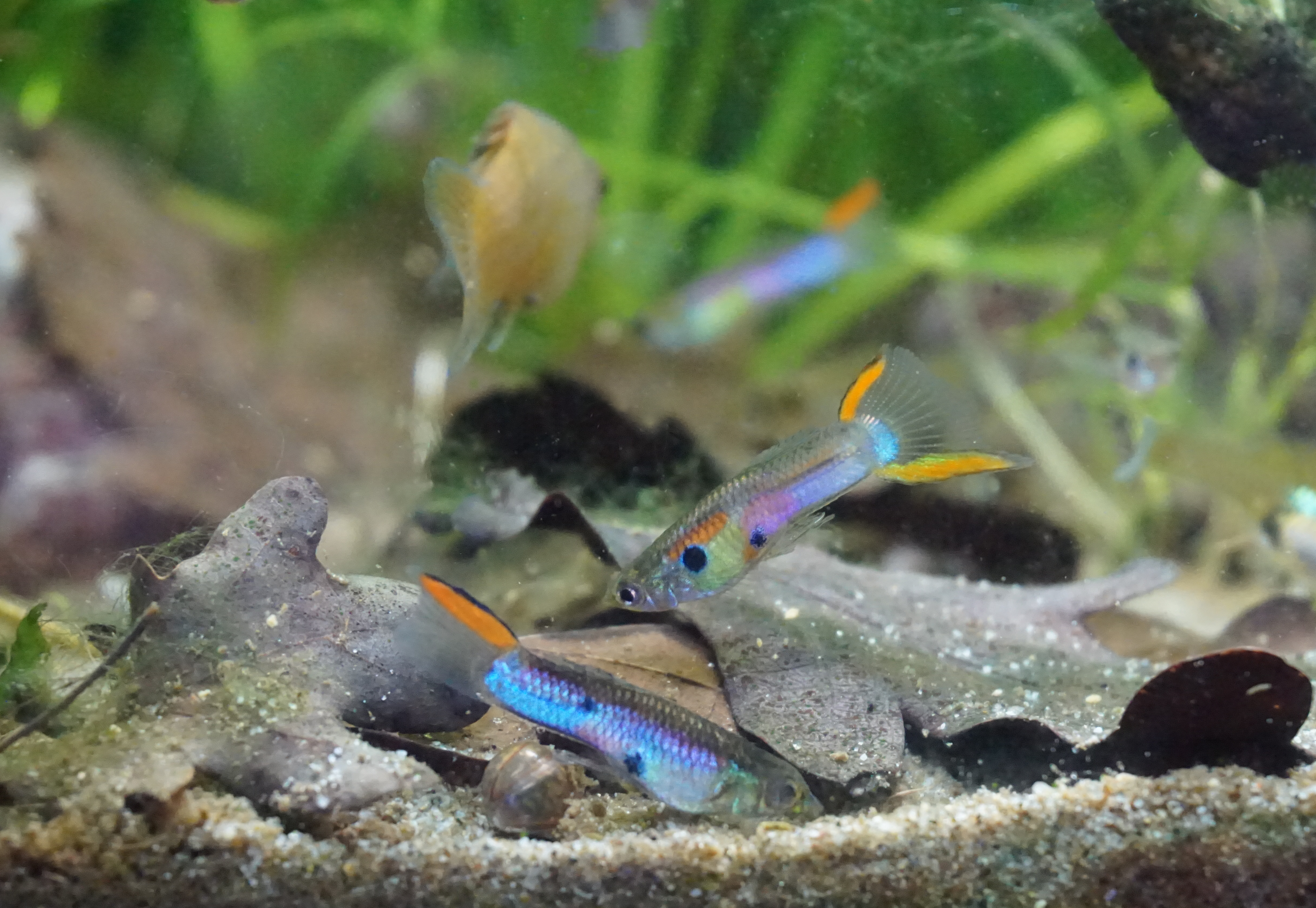 Thumbnail 2 Poecilia reticulata