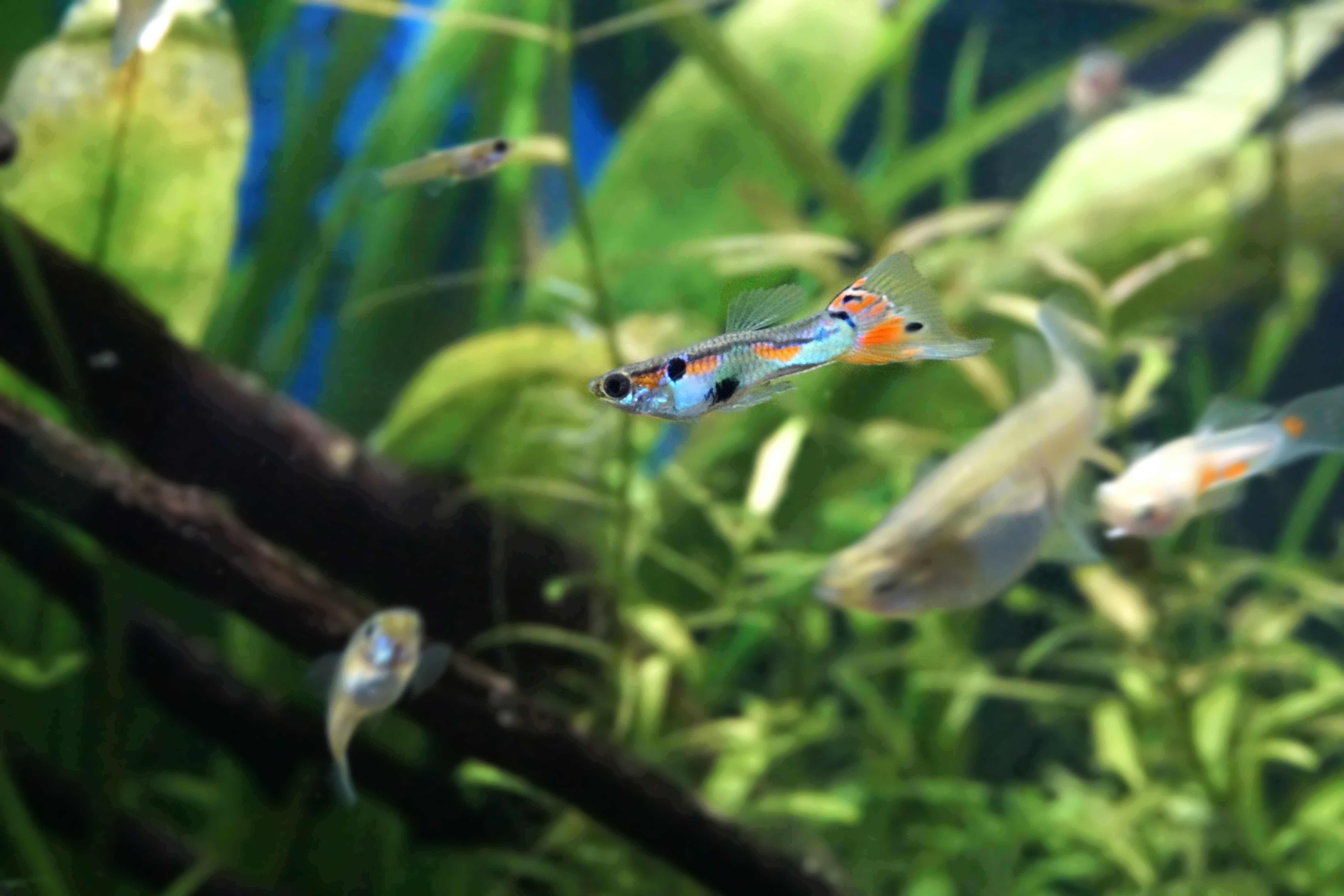 Thumbnail 4 Poecilia reticulata