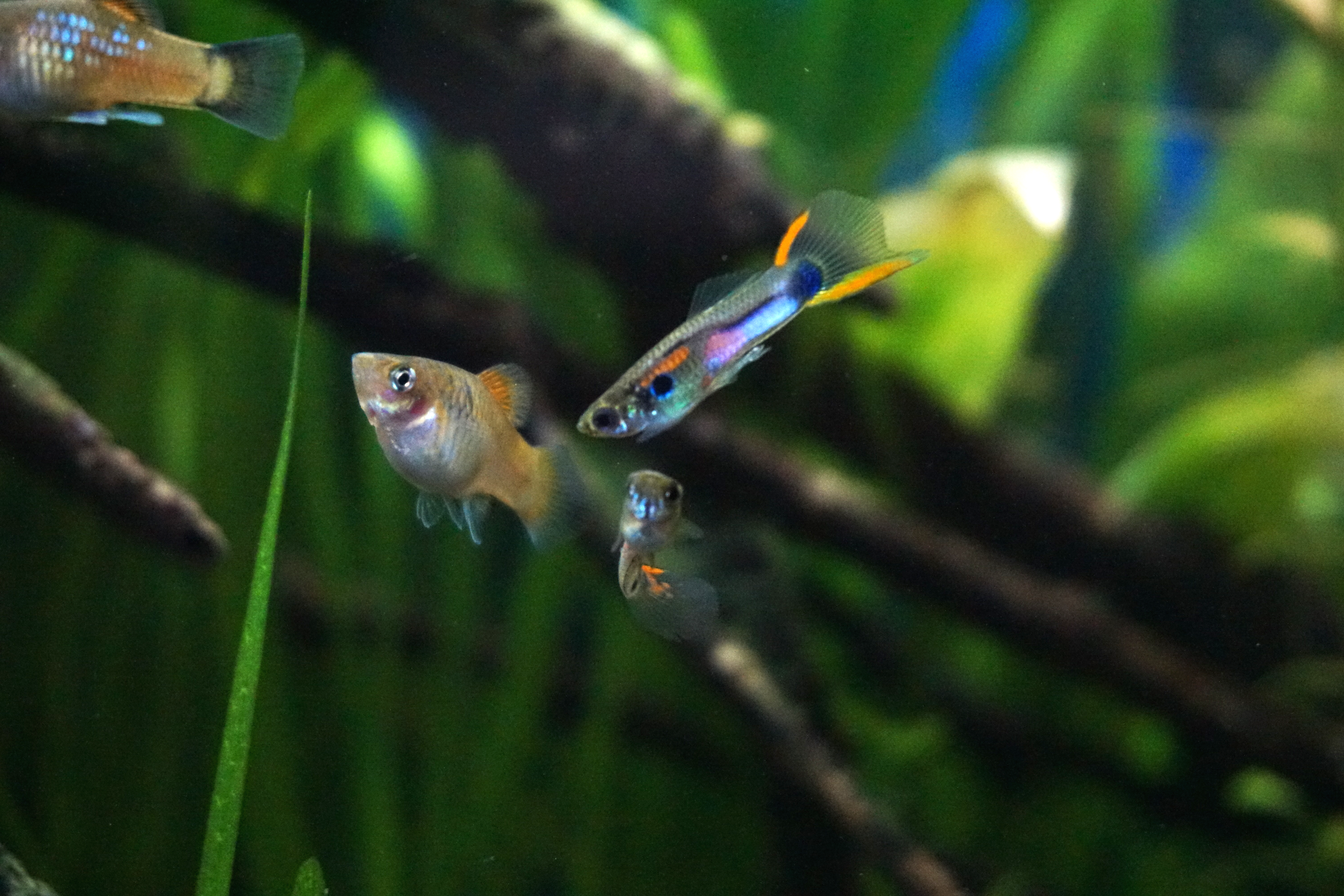 Thumbnail 5 Poecilia reticulata