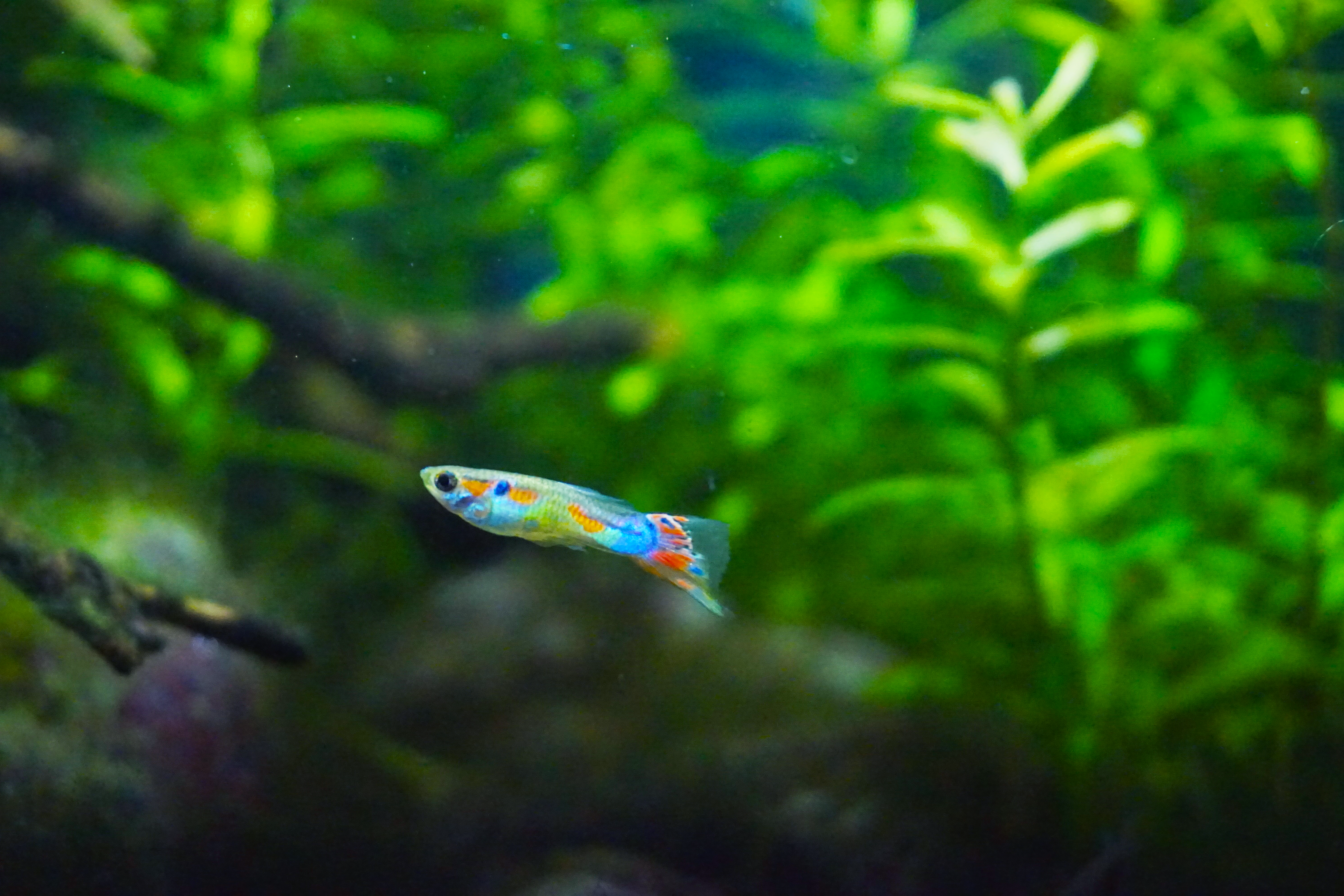 Thumbnail 6 Poecilia reticulata