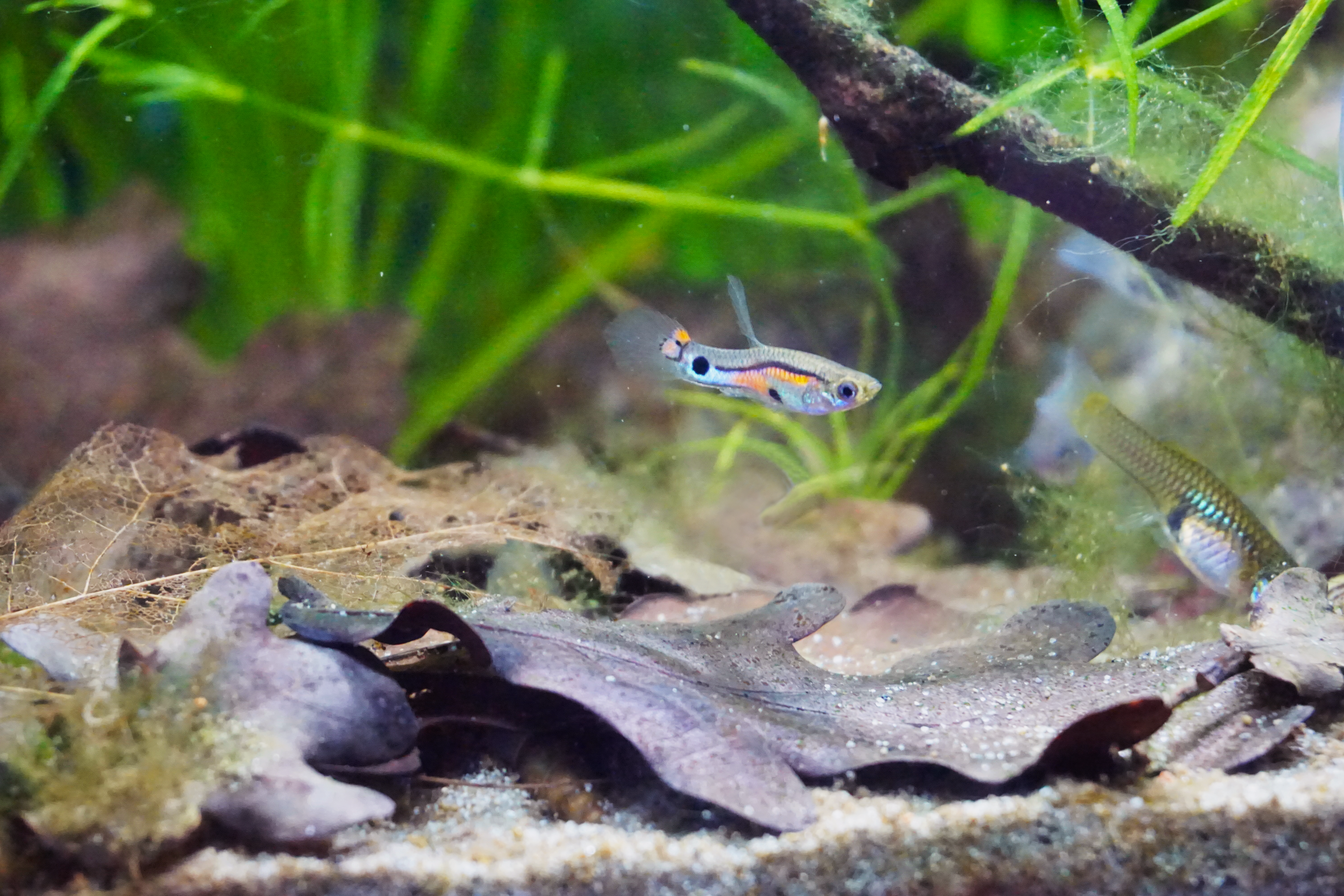 Thumbnail 10 Poecilia reticulata