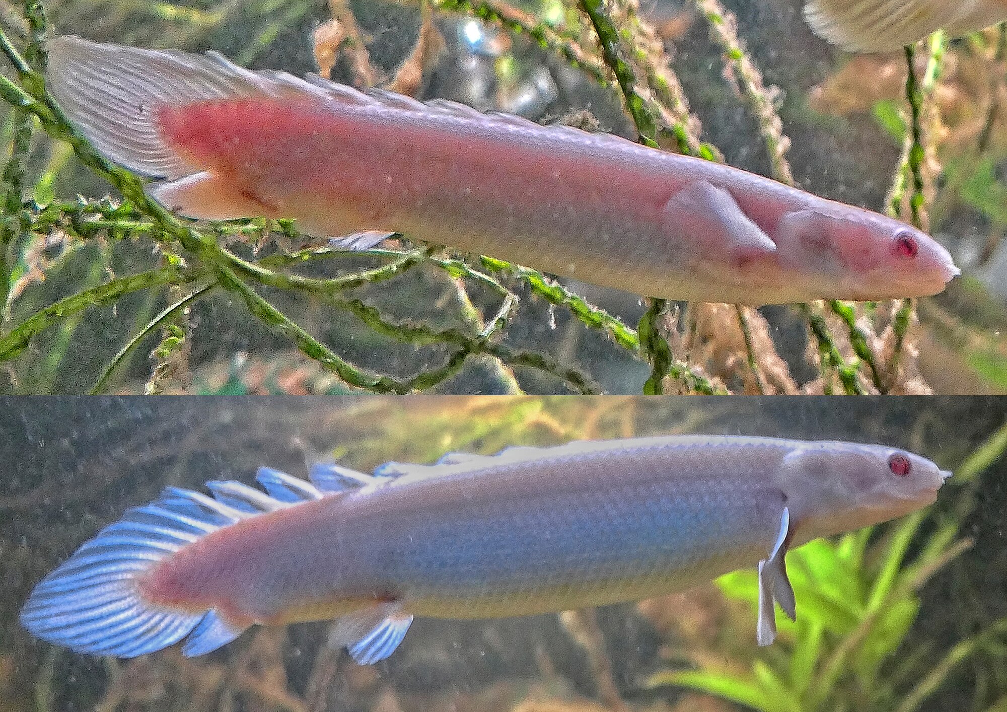Thumbnail 3 Polypterus senegalus