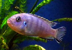 Pseudotropheus socolofi