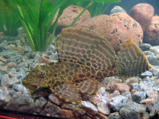 Thumbnail 4 Pterygoplichthys gibbiceps