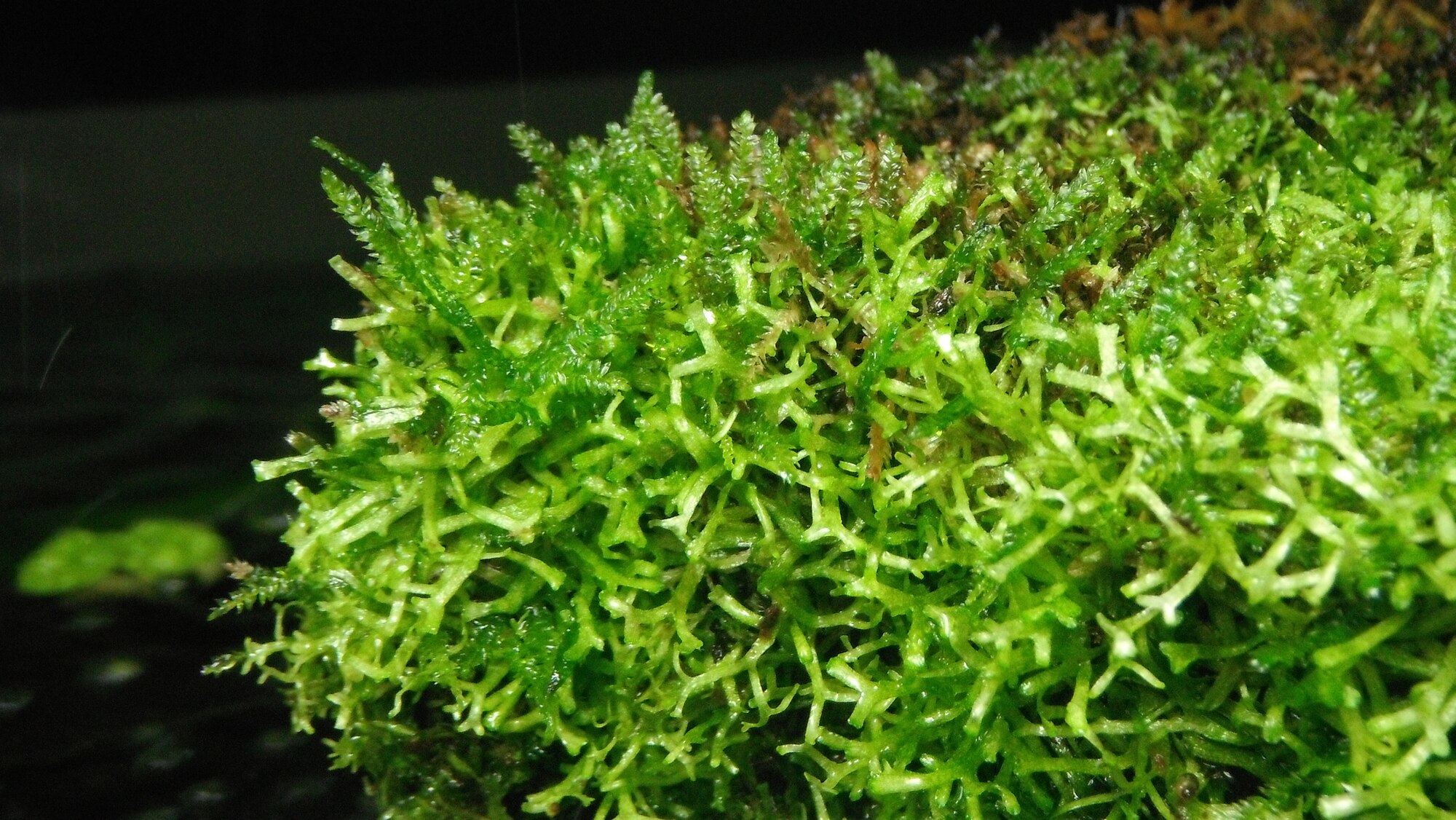 Thumbnail 3 Riccia fluitans