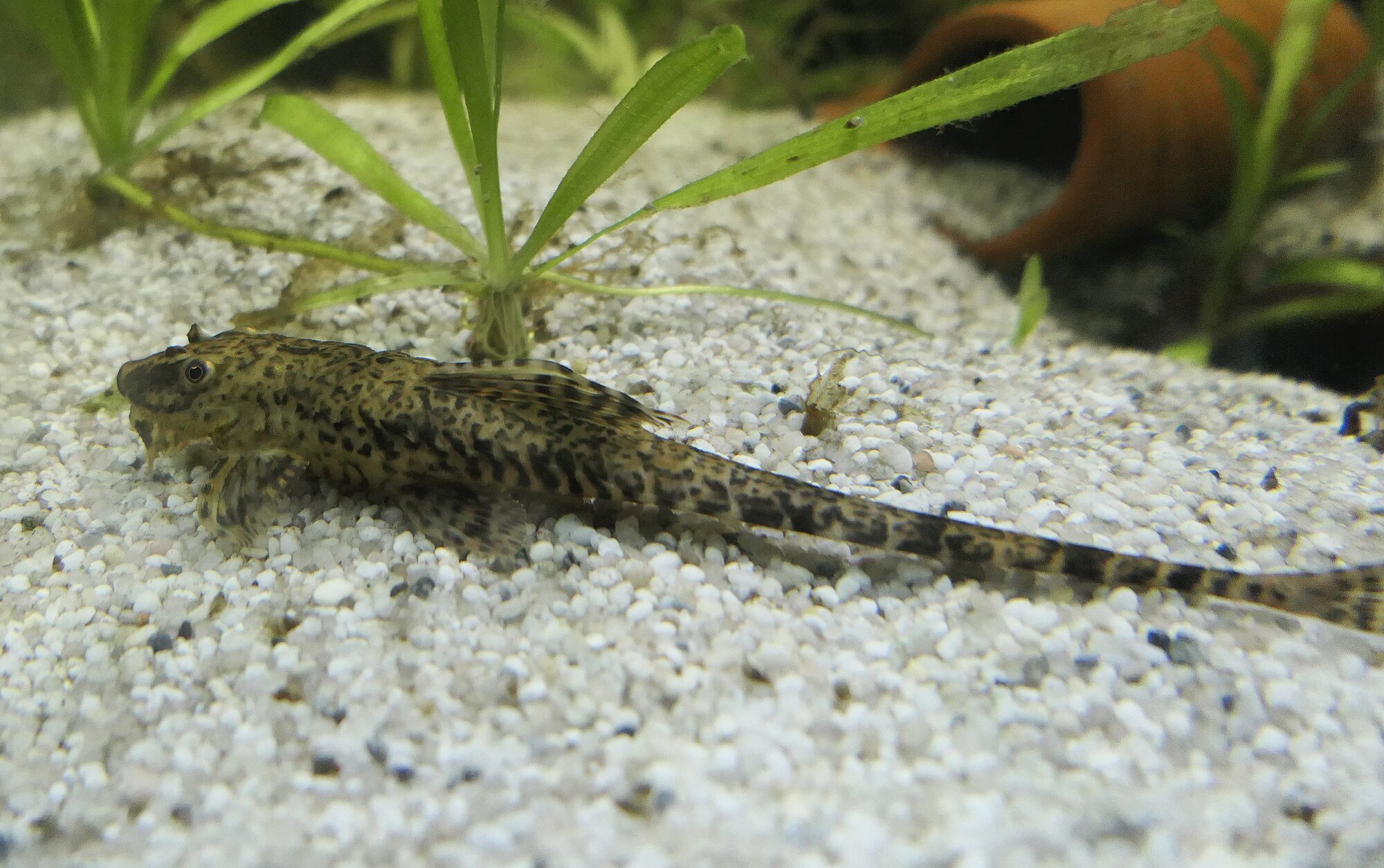 Thumbnail 2 Rineloricaria lanceolata