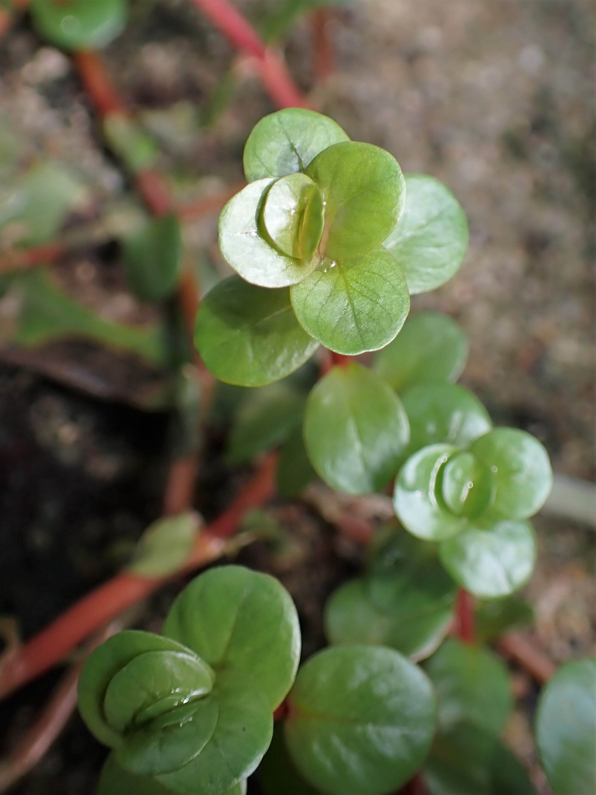 Thumbnail 3 Rotala rotundifolia