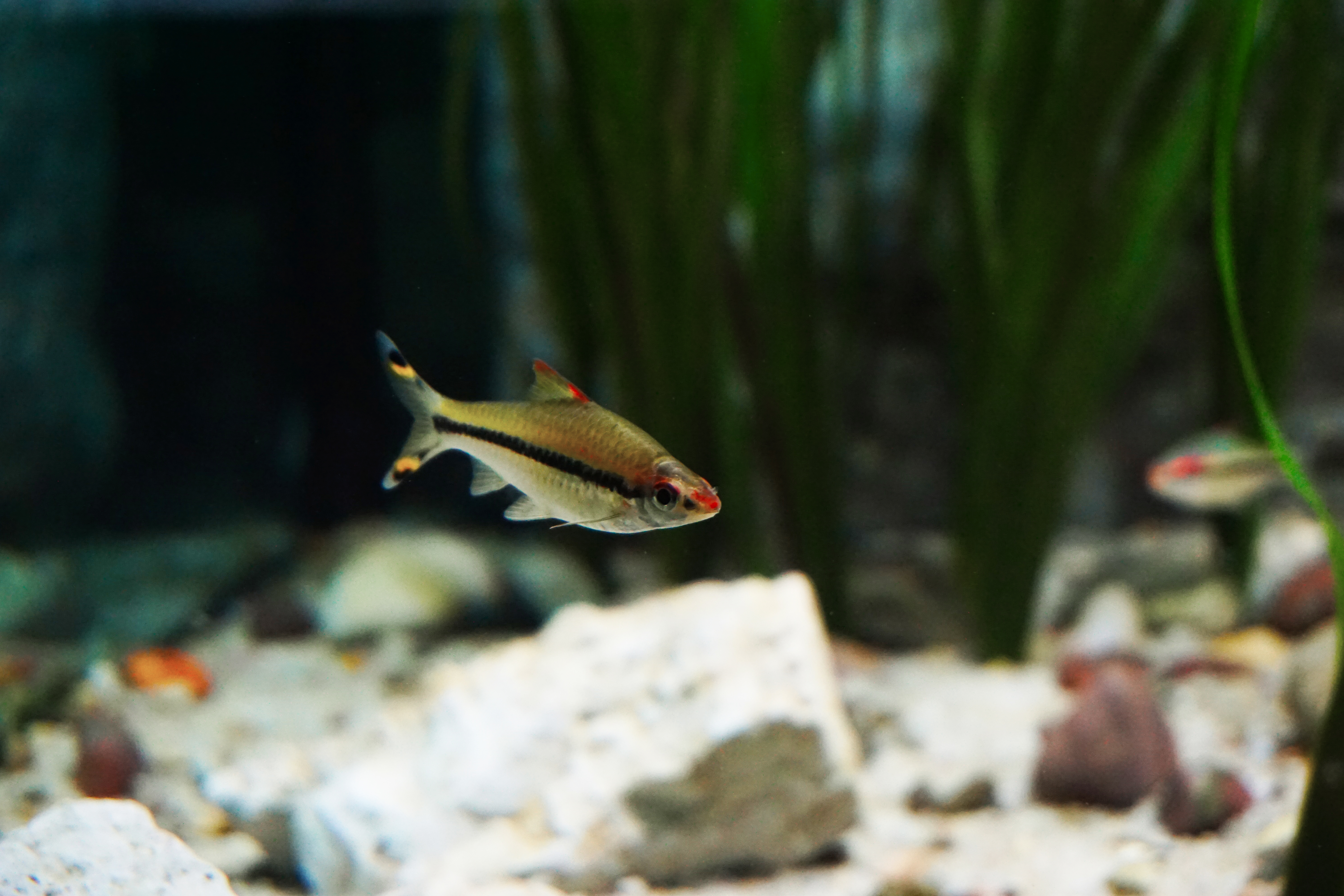 Thumbnail 2 Sahyadria denisonii