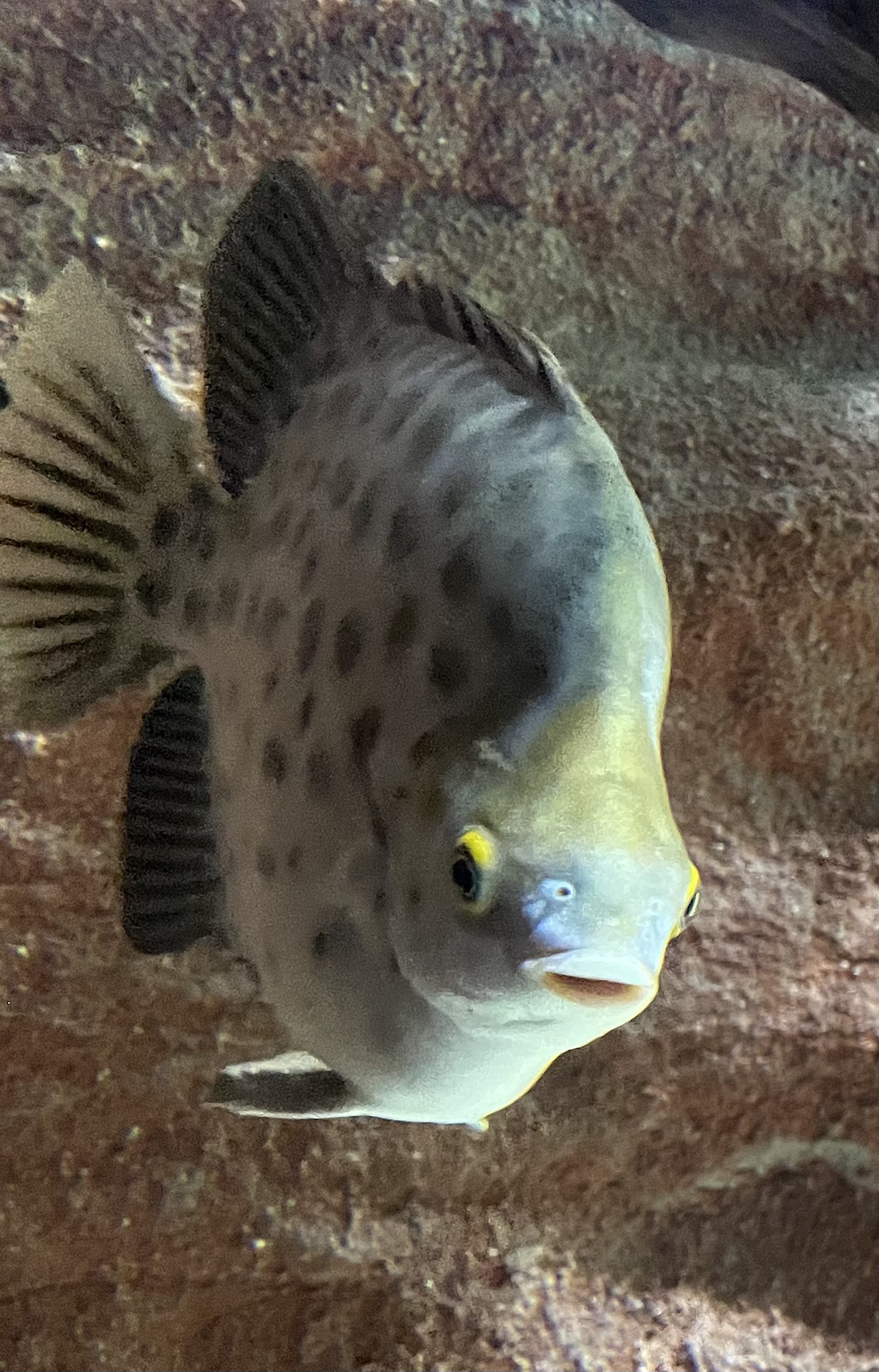 Thumbnail 5 Scatophagus argus