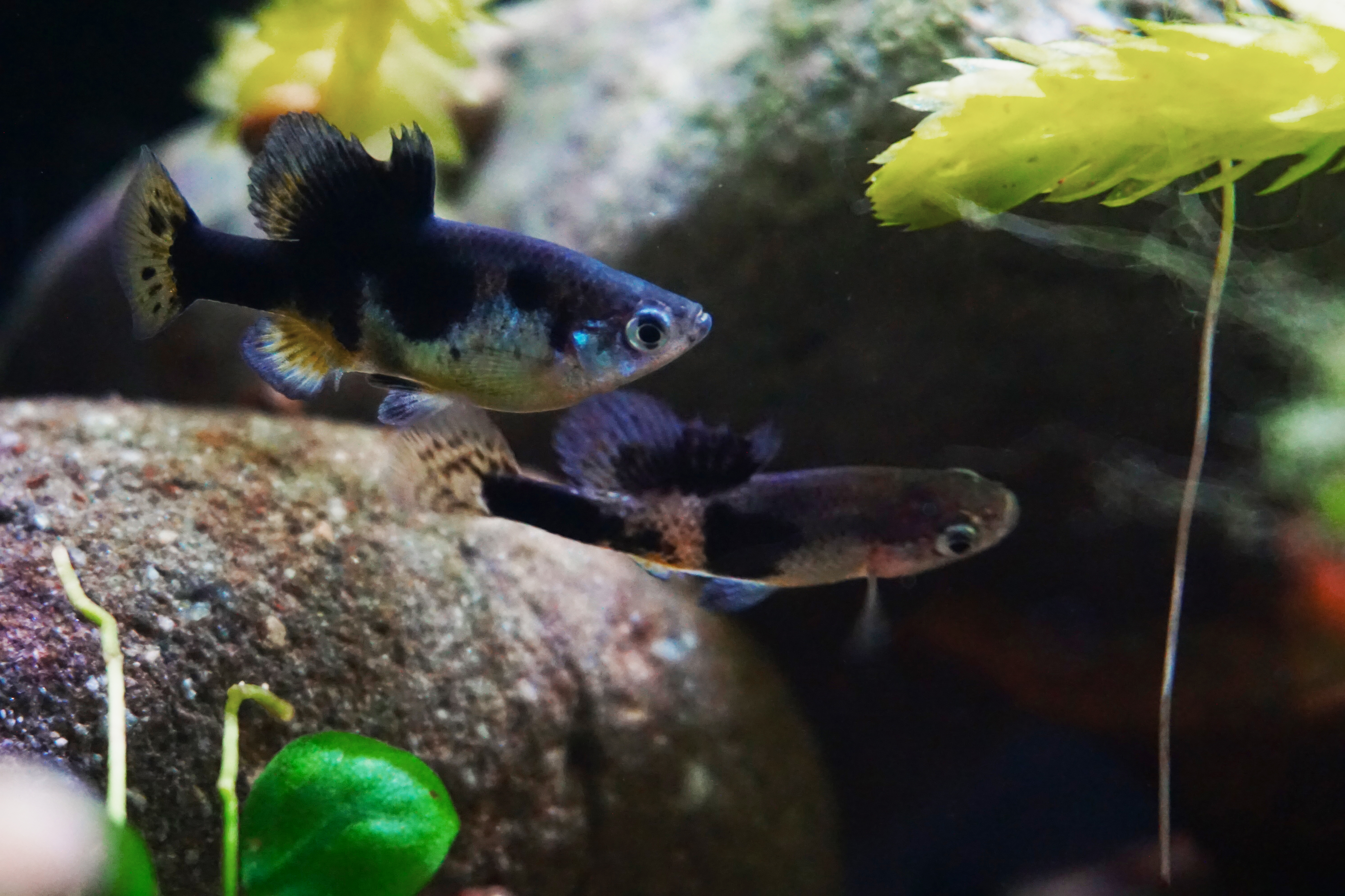 Thumbnail 4 Skiffia multipunctata