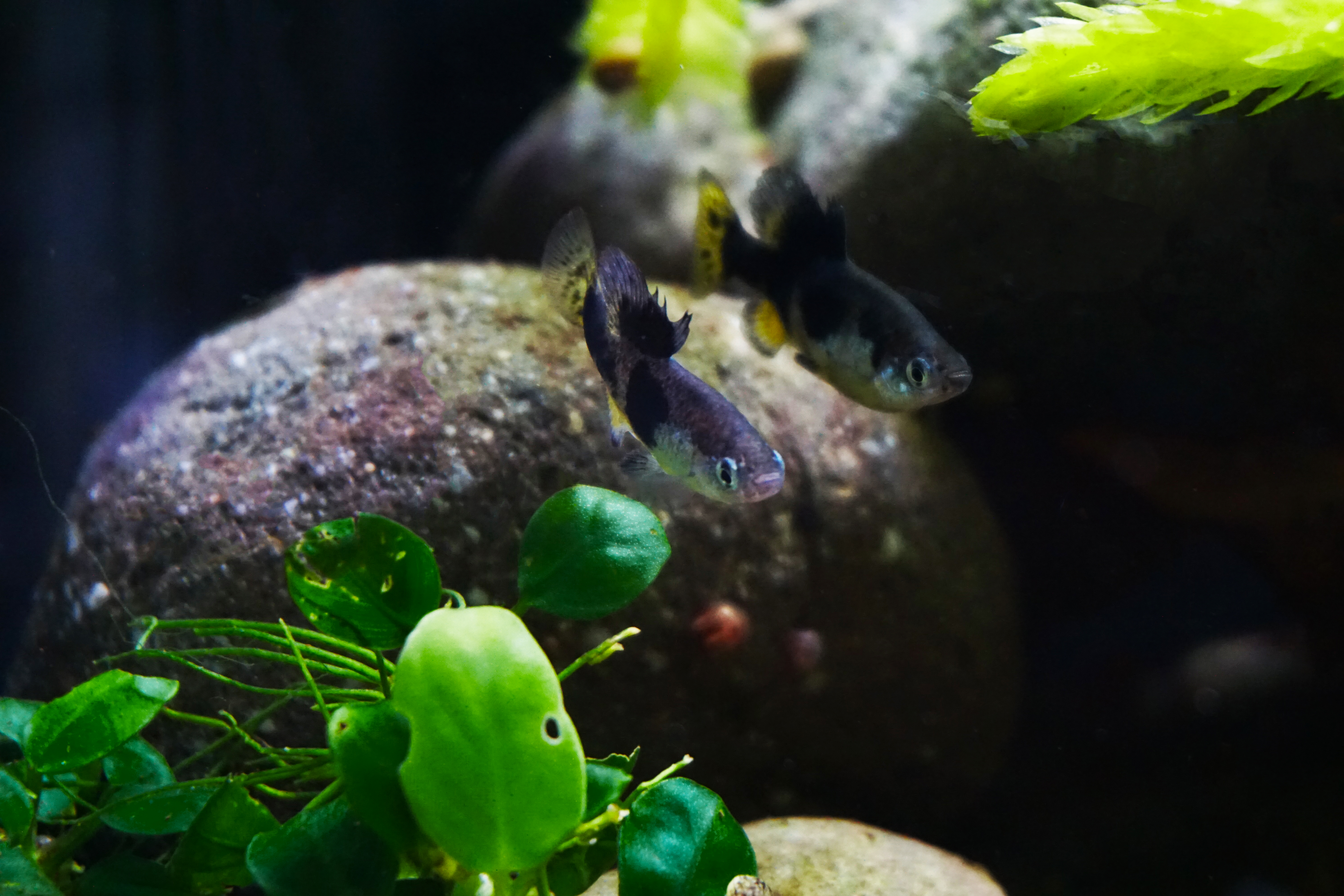 Thumbnail 5 Skiffia multipunctata