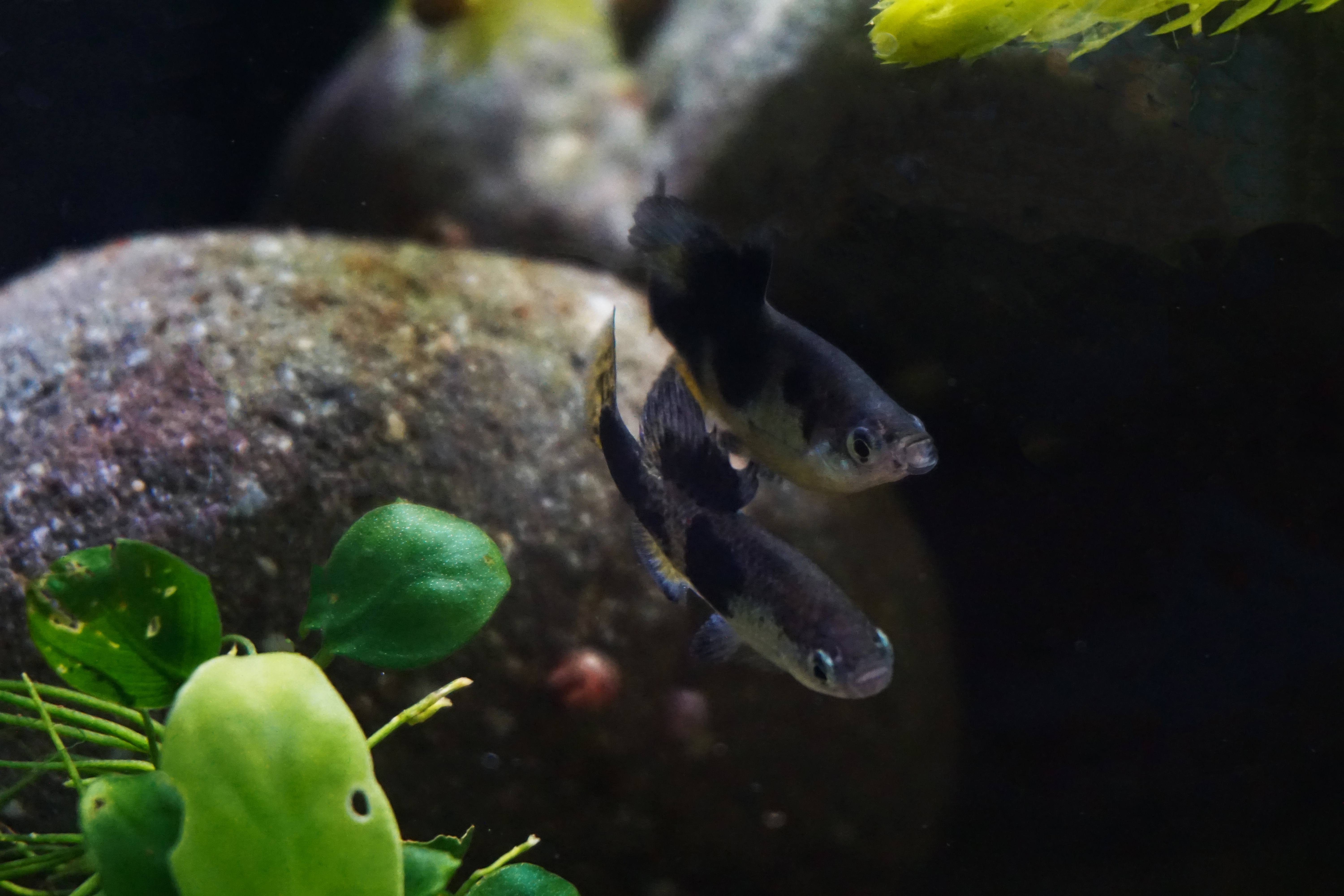 Thumbnail 6 Skiffia multipunctata