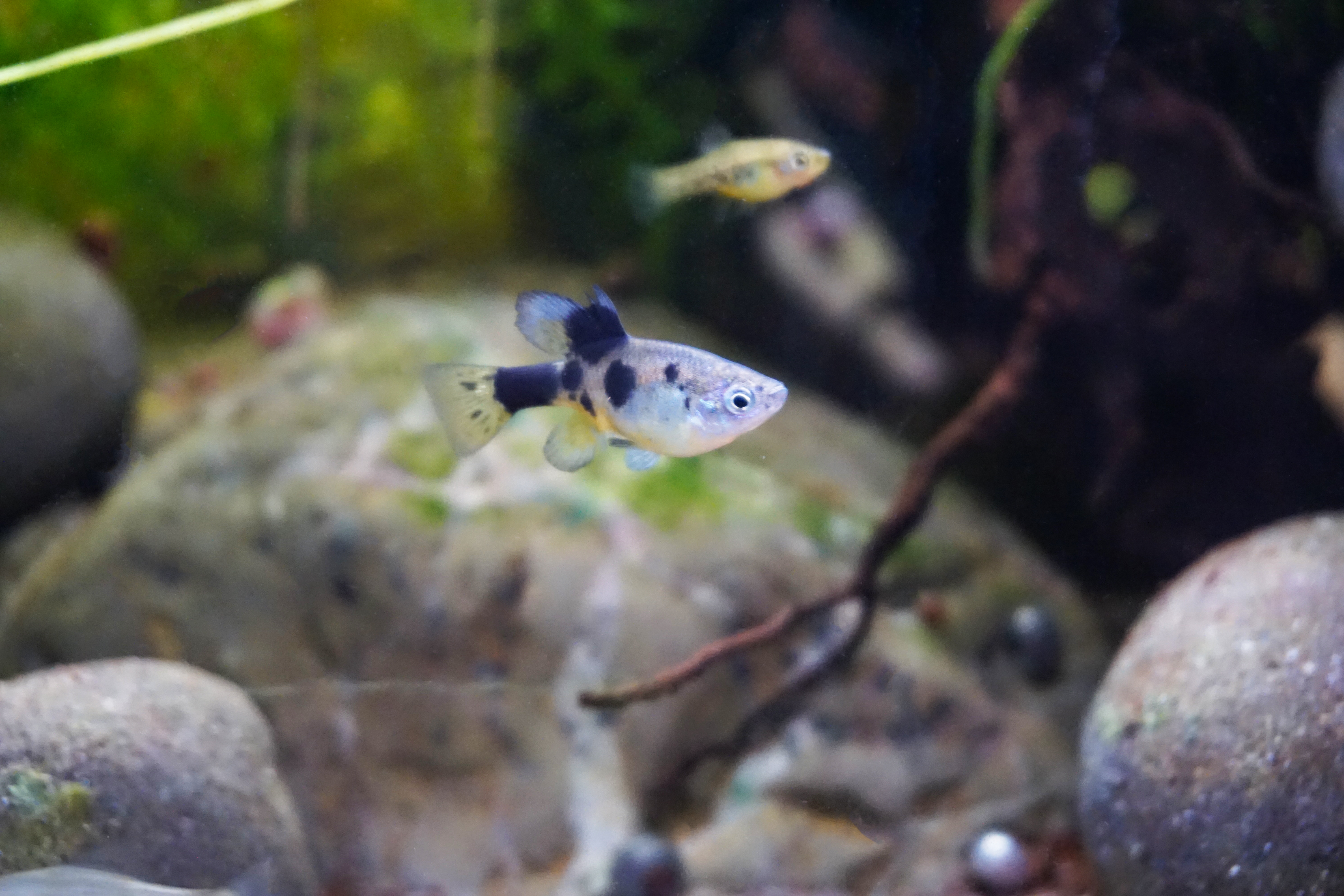 Thumbnail 8 Skiffia multipunctata