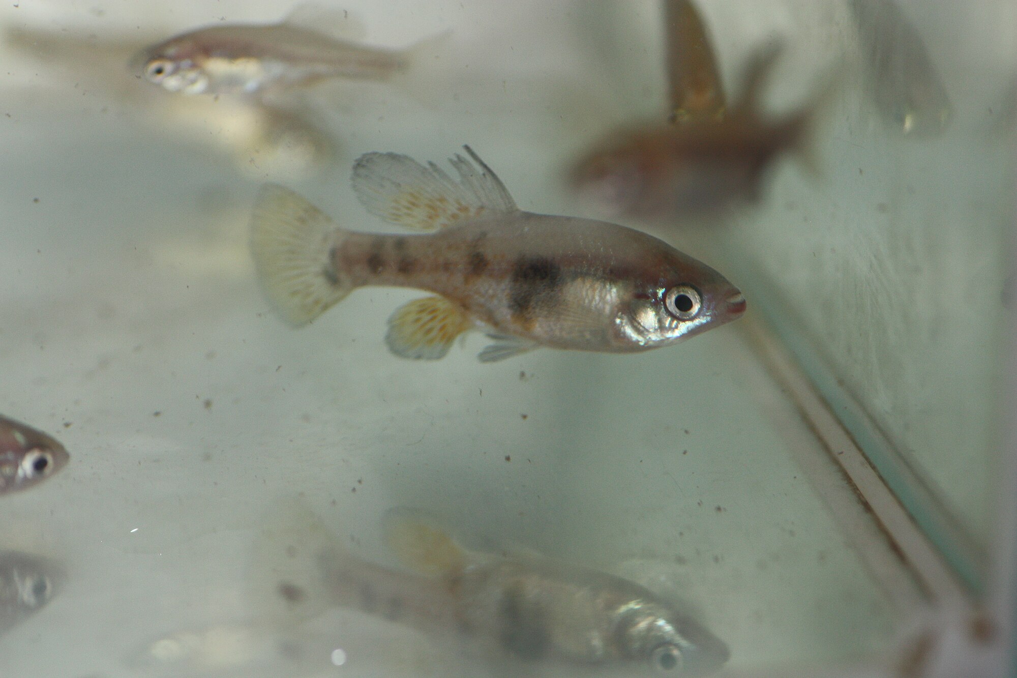 Thumbnail 9 Skiffia multipunctata