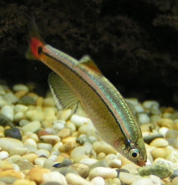 Thumbnail 3 Tanichthys albonubes
