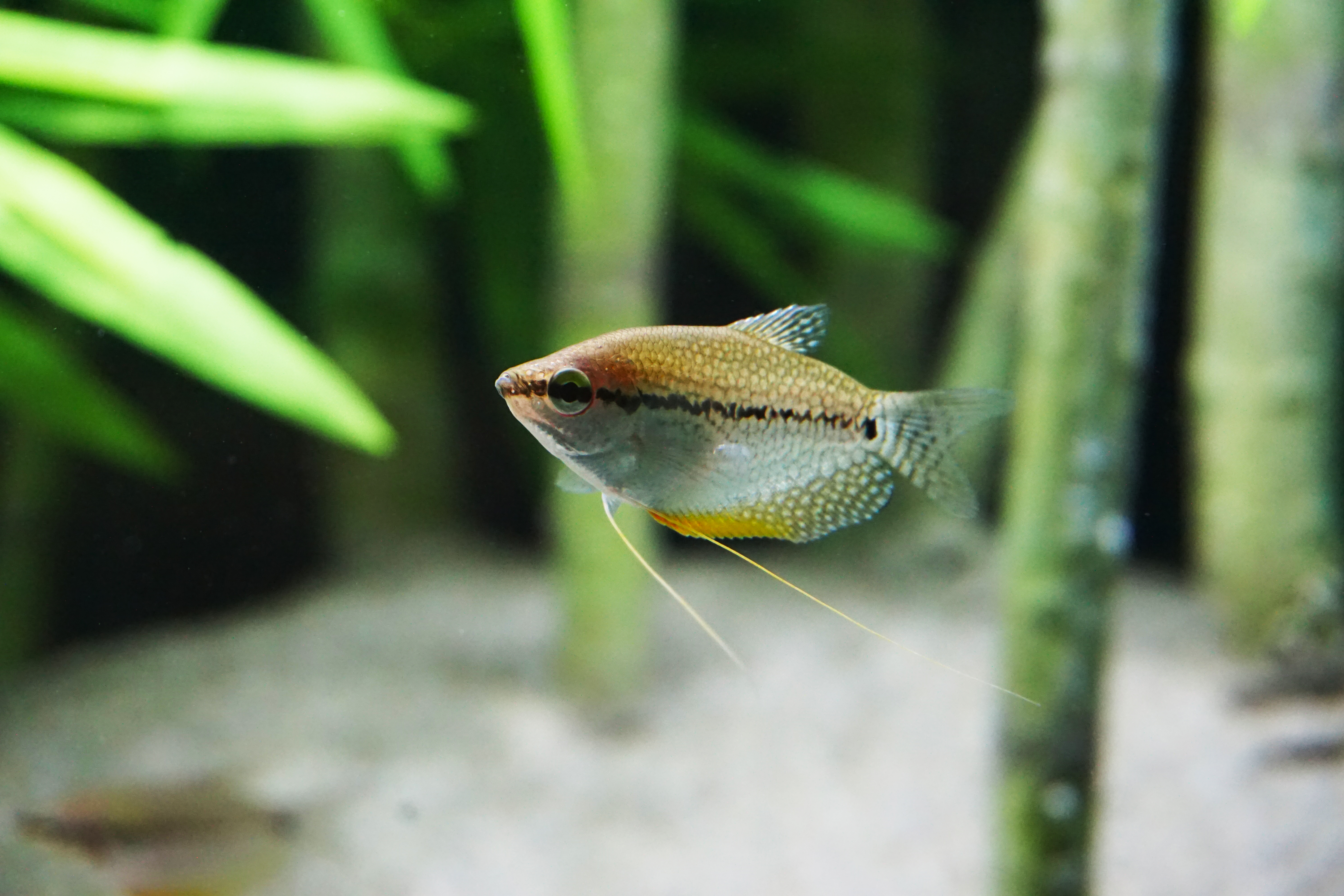 Thumbnail 3 Trichopodus leerii