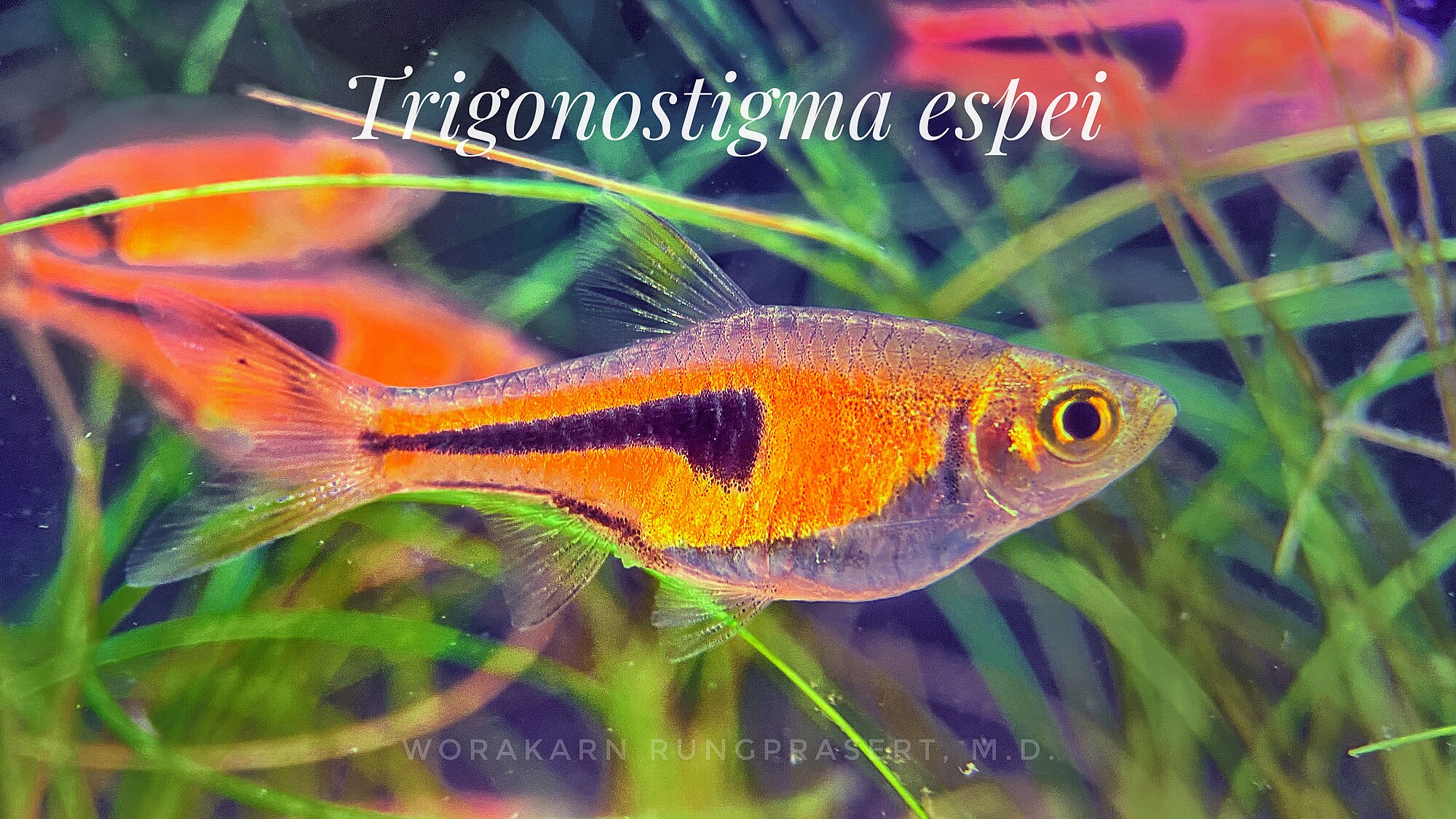 Thumbnail 3 Trigonostigma espei
