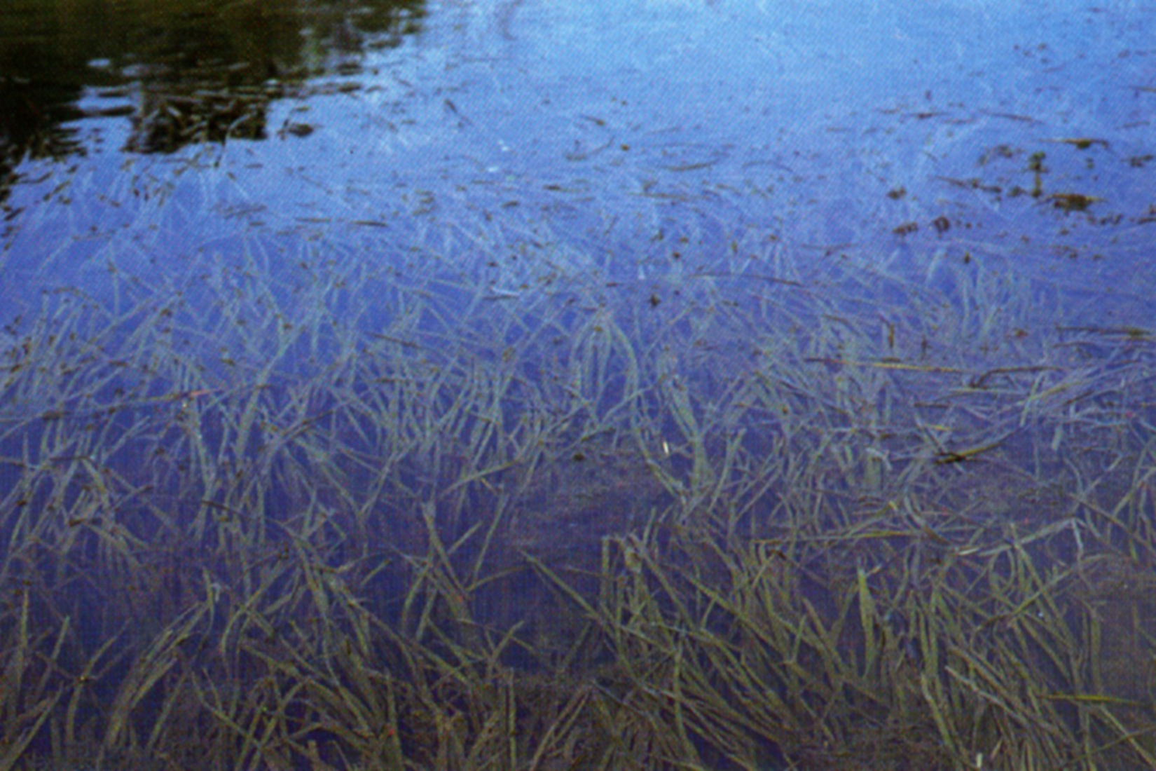 Thumbnail 2 Vallisneria americana