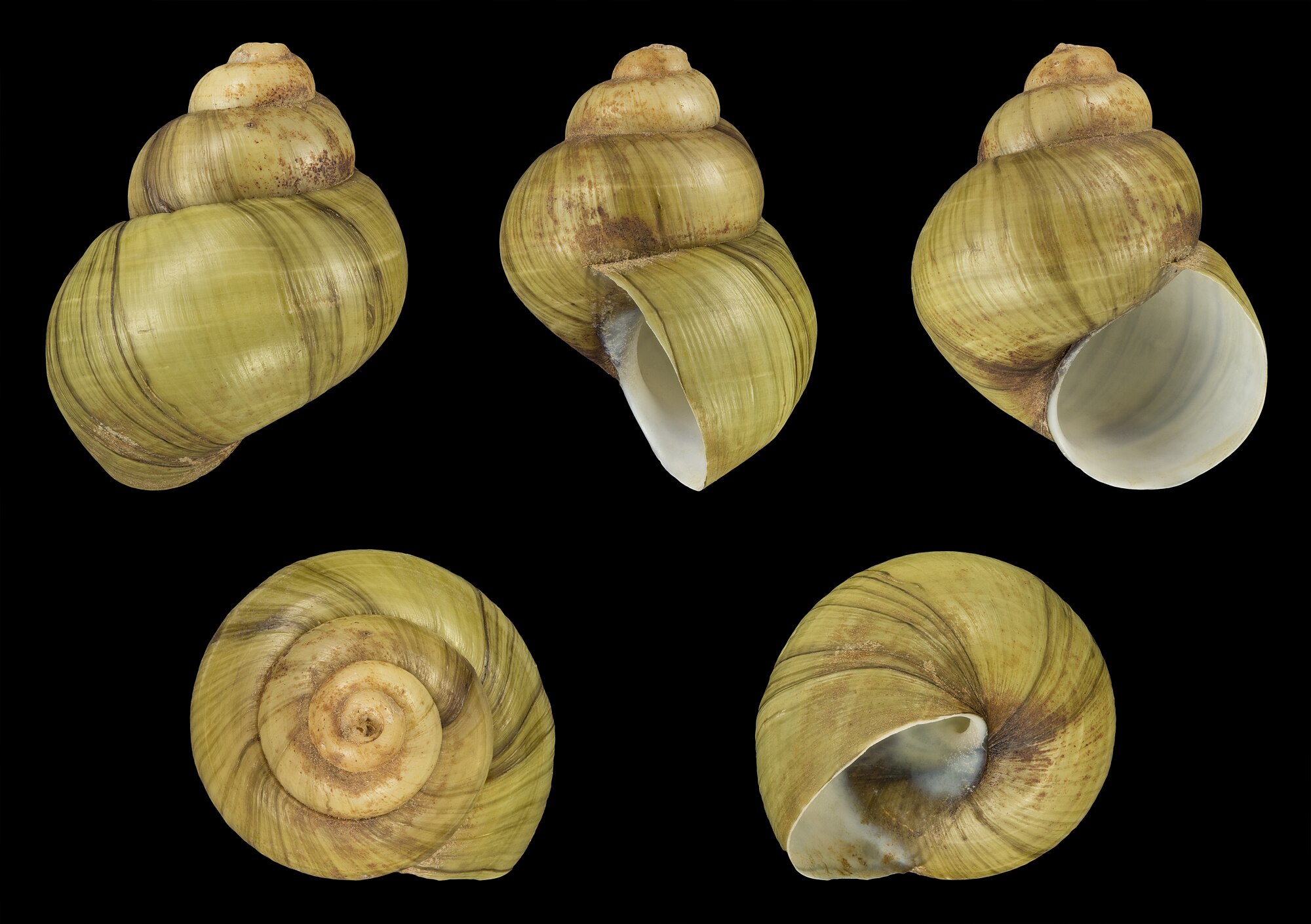 Viviparus viviparus