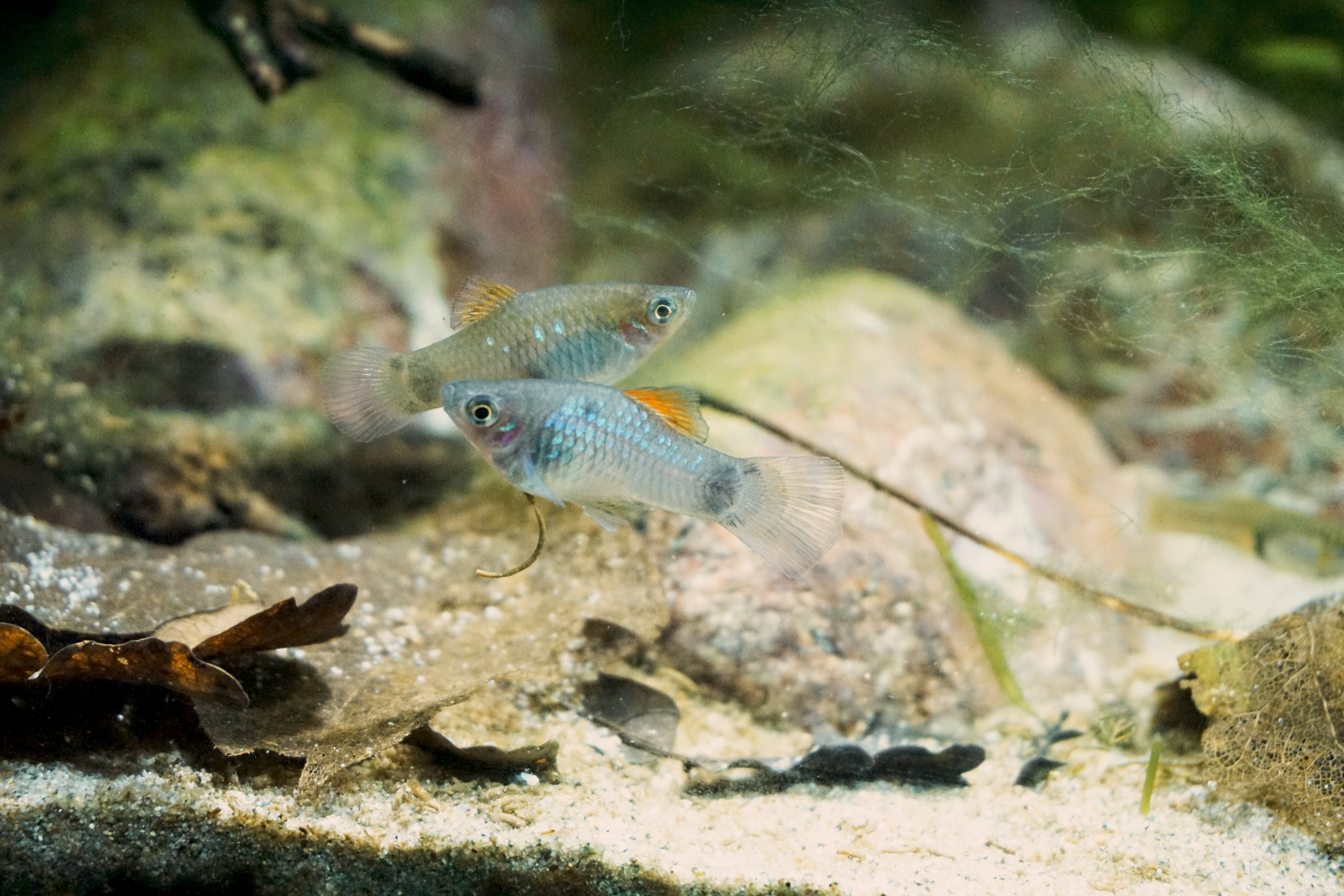 Thumbnail 4 Xiphophorus maculatus