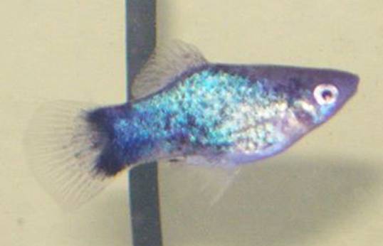 Thumbnail 6 Xiphophorus maculatus
